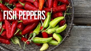 Fish Pepper: Variegated Heirloom Pepper Plant