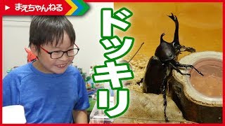 【ドッキリ】おもちゃを本物のカブトムシにすり替えたらどうなる？（笑） | まえちゃんねる