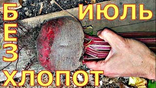 ВЫРАЩИВАНИЕ СВЕКЛЫ! ЧЕМ ПРОЩЕ - ТЕМ ЛУЧШЕ!