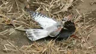 UFC Snake vs Bird