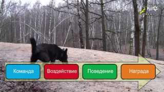 Дрессировка собак, теория дрессировки, основы, общая схема (2-я редакция)