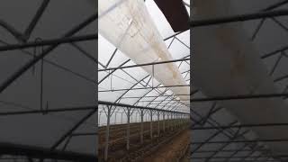 Воздушное отопление промышленной теплицы с помощью газового теплогенератора, воздухонагревателя
