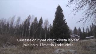 Kuusen jouluvalot 2