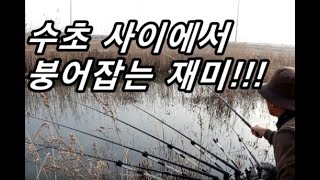 대호만 붕어낚시(수초사이에서 붕어잡는 재미!!!)