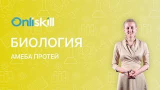Биология 7 класс :  Амёба протей