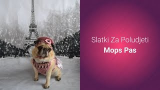 Mops Pas - Slike I Karakteristike Mops Pasmine Pasa ?