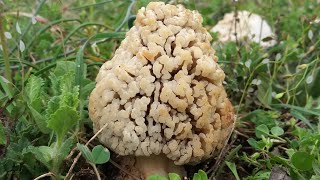 Morchella steppicola  (smartsiok) 21/3/18 ΣΥΛΛΟΓΗ ΜΟΡΧΕΛΑΣ