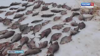 Полиция конфисковала улов браконьеров