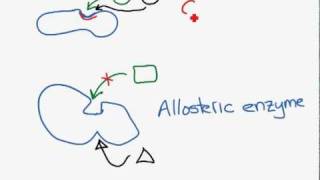 Competitive and non-competitive inhibition