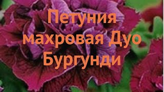 Петуния махровая Дуо Бургунди (duo burgundi) ? обзор: как сажать, семена петунии Дуо Бургунди