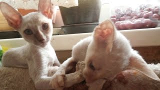 Корниш Рекс, Уход и содержание, Породы кошек
