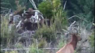Oregon Bow Hunting 2013