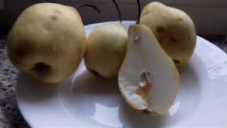 Краткий  обзор  вкусовых качеств груши  Вильямс зимний или  Кюре