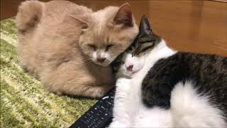 だいちゃんの新技ドアノブ開け【猫日記こむぎ＆だいず】2020 01 19