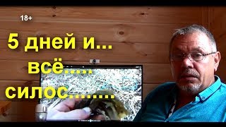 5 дней, и всё....силос...