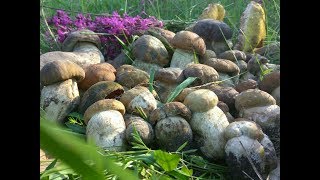 БЕЛЫЕ ГРИБЫ ПОШЛИ МАССОВО|Сбор белых грибов 2018