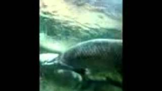 Самодельные Ультралайт Приманки-Микровертушка Видео [Самодельные Приманки Для Ловли Рыбы]
