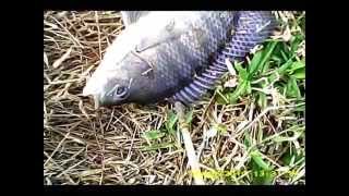 Pesca com Besta