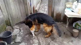 Любовь нечаянно нагрянет! Собака ЛЮБИТ кота в прямом смысле! СМОТРЕТЬ ВСЕМ!!!!