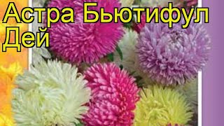 Астра Бьютифул Дей, смесь окрасок. Краткий обзор, описание характеристик Beautyful day