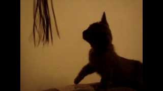 Бурма (Burmese) (DAndre&Cats Cattery) - Котопёс (CatDog)