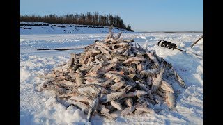 Зимняя рыбалка  на сети в Сибири в жуткий мороз!!!!