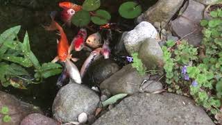 The Secret(s) to Keep Your Pond Crystal Clear | The Barefooted Gardener