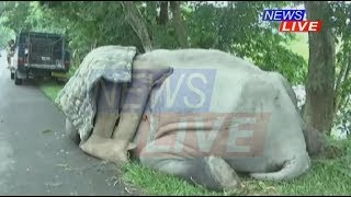 Malati passes away, Kaziranga in tears