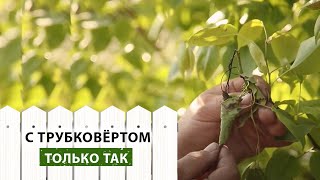 Дачные советы по борьбе с курчавостью листьев деревьев