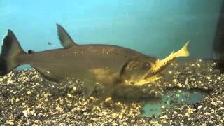 14" Armatus vampire fish eats 8"trout