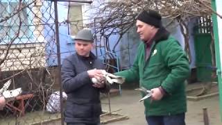 Николаевские голуби.Pigeon.Новые друзья ч. 1.