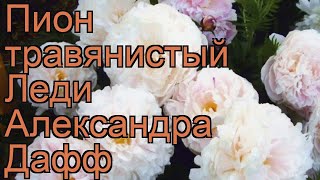 Пион травянистый Леди Александра Дафф ? обзор: как сажать, рассада пиона Леди Александра Дафф