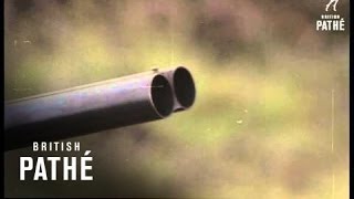 Grouse Shooting In Scotland (1970-1979)