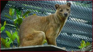 Cryptoprocta ferox - Bennett, 1833 -HD- (Eupleridae) - Fossa - Parc Zoologique de Paris - 12/2014