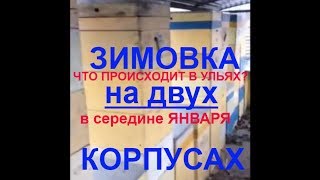Что с пчелосемьями  в Январе?/ Зимовка  на двух корпусах