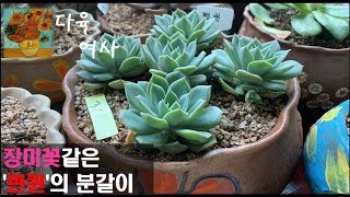 장미꽃같은 다육이 펀퀸의 분갈이에요 ^^