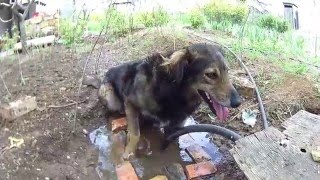 СОБАКА ОТМОКАЕТ НА КОЛОНКЕ. КРЫМ