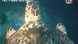 Zuudend uyaatai aav Karaoke   Зүүдэнд уяатай аав Монгол Караоке1