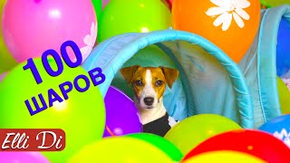 100 ВОЗДУШНЫХ ШАРОВ ДЛЯ СОБАКИ ДЖИНА ПРАЗДНИК | Elli Di Pets