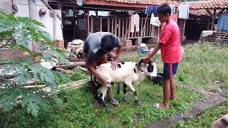 MANG OMAN PETERNAK DOMBA GARUT DARI DESA CIBORELANG