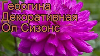 Георгина декоративная Ол Сизонс (dahlia all seasons) ? обзор: как сажать, рассада георгины Ол Сизонс