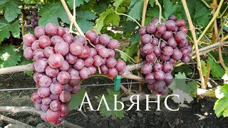 Гибридная форма винограда Альянс