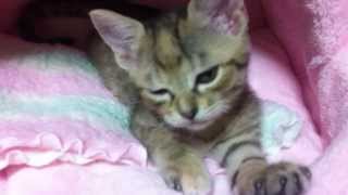 かわいい！猫のふみふみもふもふ！子猫のラムちゃん～　Rerax Kitty　～