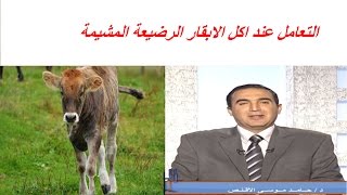 التعامل عند اكل الابقار الرضيعة المشيمة