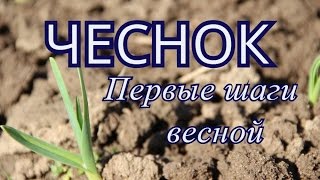 Чеснок. Первые шаги весной.