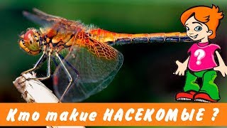 Кто такие НАСЕКОМЫЕ ? (ПОЧЕМУЧКА)  / Видео для детей