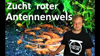 Roter Antennenwels Zucht - Ancistrus super red