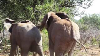 Elephants Mating in Slow Motion   Animals mating in the Wild