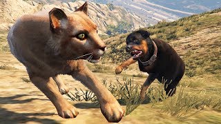 الكلب شوب ضد نمر الجبال شاهد من سيفوز في لعبة جي تي أي 5 | GTA V Chop vs Mountain Tiger