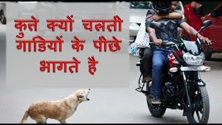 कुत्ते क्यों चलती गाडियों के पीछे भागते है और क्यों रात को रोते है